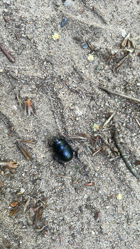 Woodland Dor Beetle
