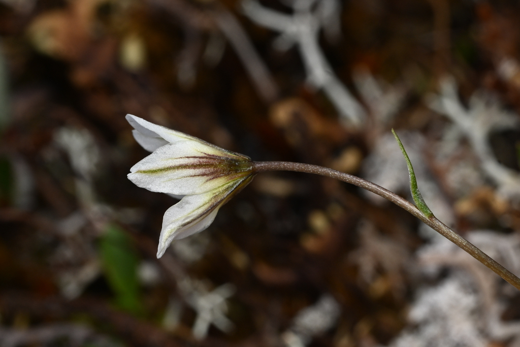 Gagea serotina; photograph (c) Trevor Van Loon, some rights reserved (CC BY)