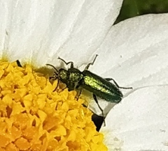 Psilothrix viridicoerulea