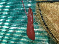 Nepenthes alata × ventricosa