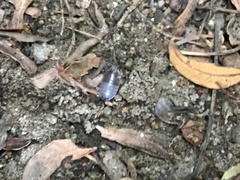 Porcellio laevis