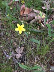 Ranunculus occidentalis