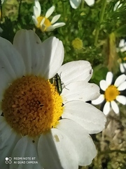 Psilothrix viridicoerulea