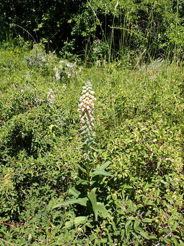Digitalis lanata, photograph 2
