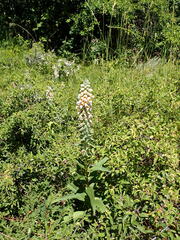 Digitalis lanata, photograph (c) Salza Palpurina, some rights reserved (CC BY)
