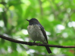Cyornis hainanus