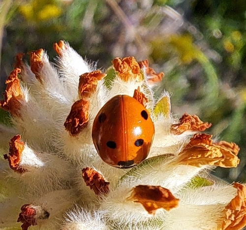 Seven-spotted Lady Beetle