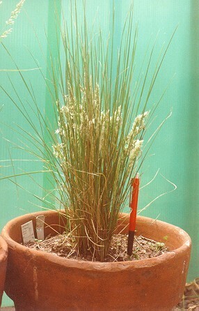 Poa hubbardiana