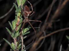 Menneus superciliosus