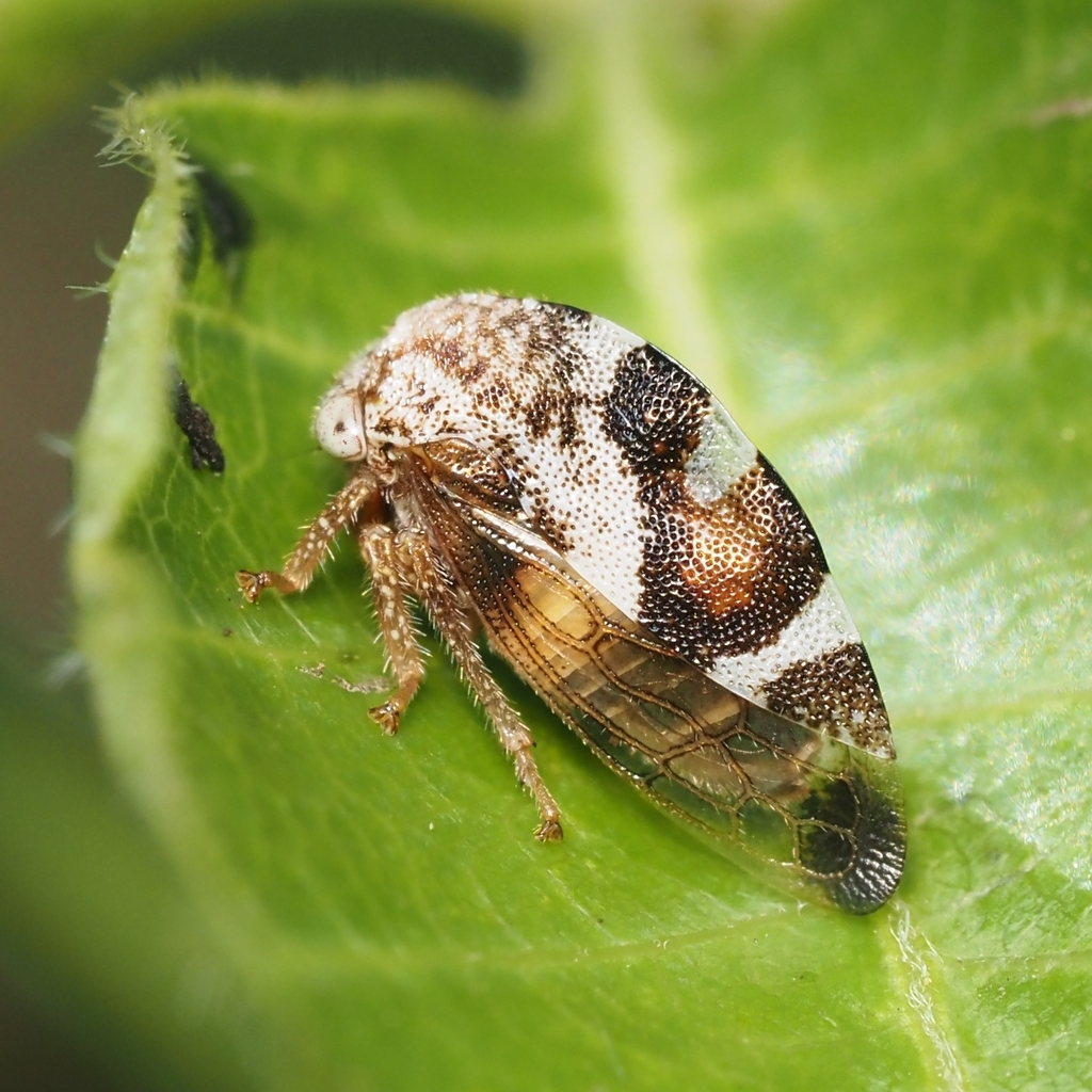 Cyrtolobus limus
