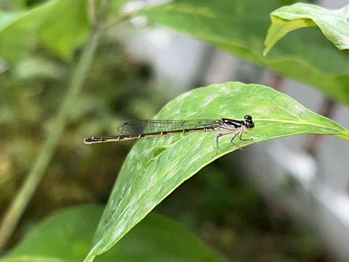Fragile Forktail