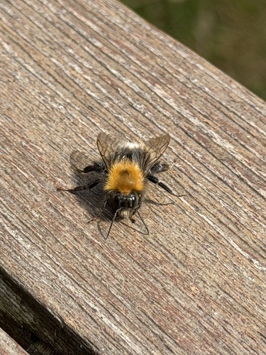 Tree Bumble Bee