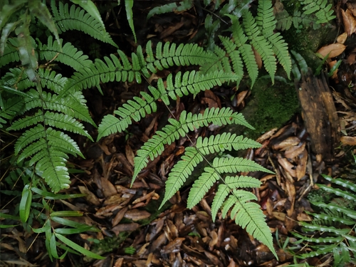 Dryopteris purpurascens observed 2026-07-05