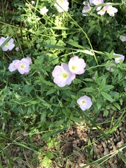 Oenothera speciosa