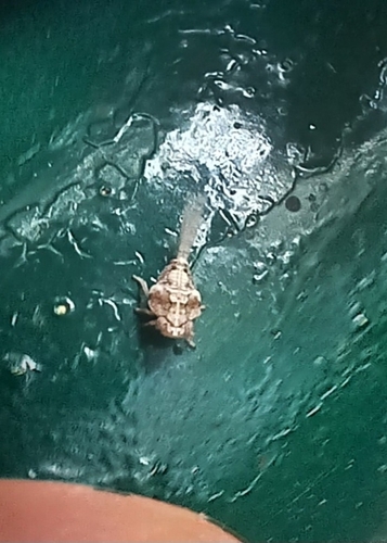 Agalmatium bilobum