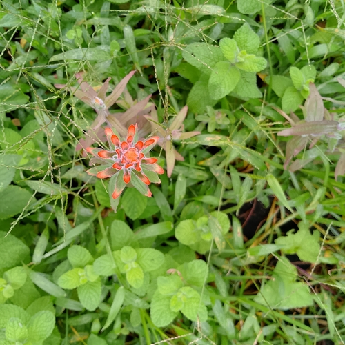 Castilleja arvensis arvensis