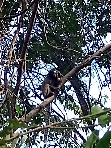 Black-tufted-ear Marmoset