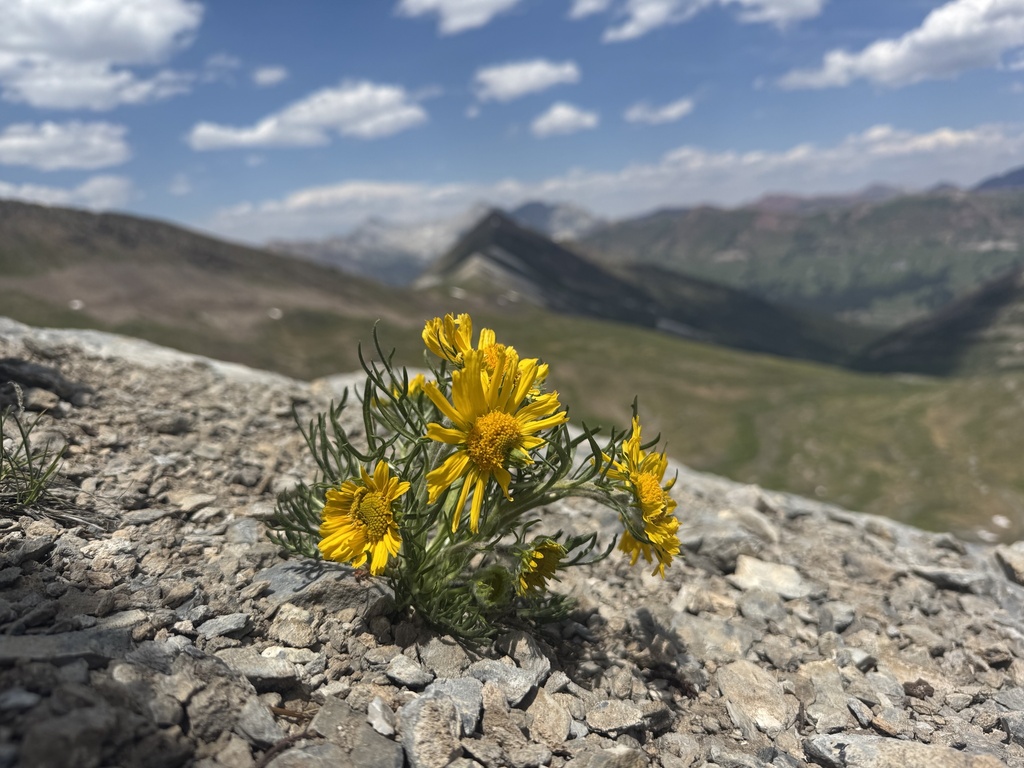 Hymenoxys grandiflora; photograph (c) Brynn Fricke, some rights reserved (CC BY)