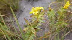 Gnidia styphelioides