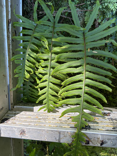 Goniophlebium amoenum observed 2026-07-05