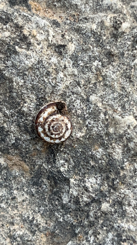 Xeropicta krynickii