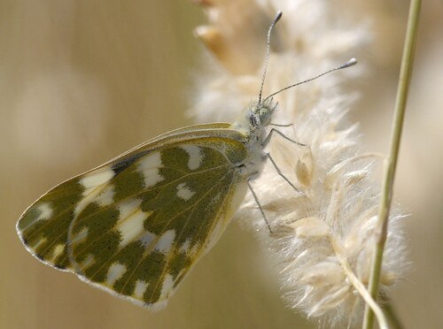 Eastern Bath White photo 4