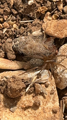 Lycosoides coarctata