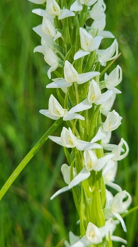 iNaturalist observation photo of Sierra Bog Orchid