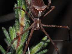 Menneus superciliosus