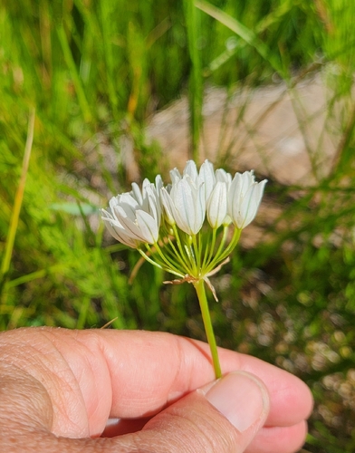 iNaturalist observation photo of white brodiaea
