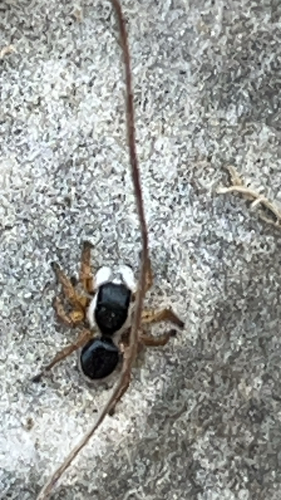Aelurillus politiventris