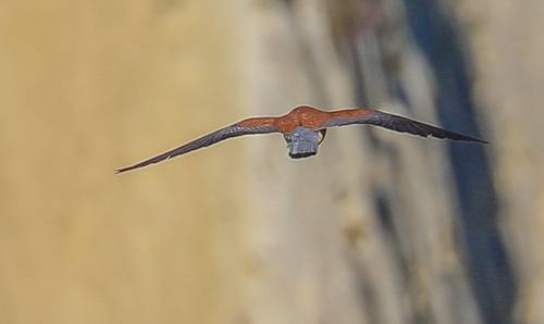 Lesser Kestrel