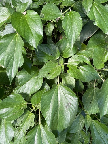 Pipturus arborescens observed 2026-07-05
