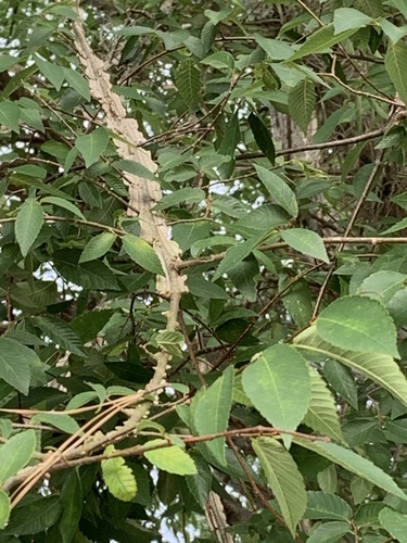 Ulmaceae image