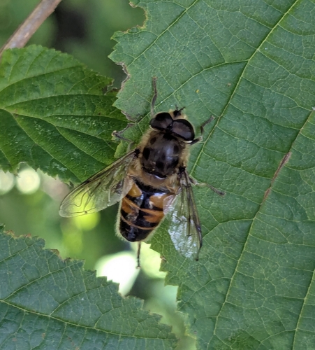 Common Drone Fly