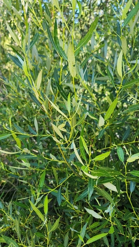 iNaturalist observation photo of Willows