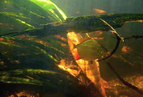 Ternetz's pacu (Myloplus ternetzi) — Serrasalmidae — 3