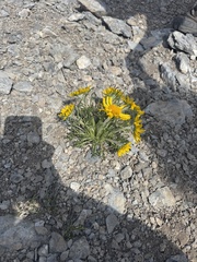 (c) Brynn Fricke, some rights reserved (CC BY) Hymenoxys grandiflora, photograph (c) Brynn Fricke, some rights reserved (CC BY)