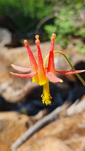 iNaturalist observation photo of western columbine