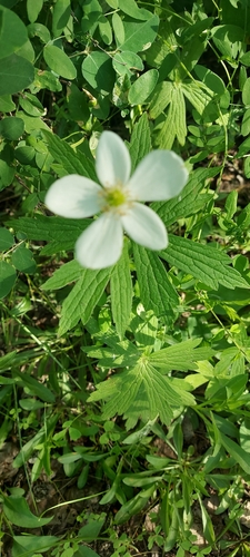 Canada anemone