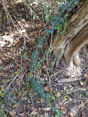 Dovyalis rhamnoides