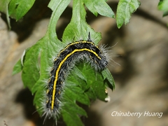 Taicallimorpha albipuncta