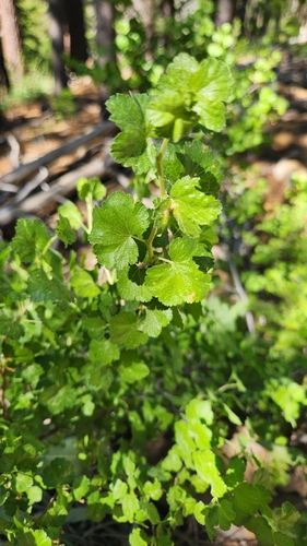 iNaturalist observation photo of currants and gooseberries