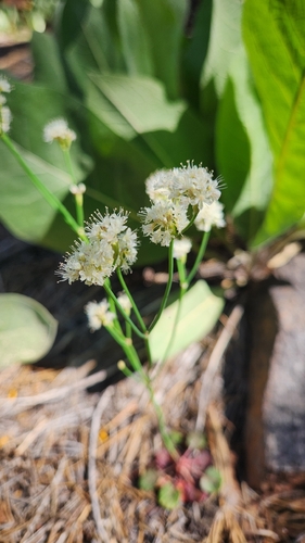 iNaturalist observation photo of Naked Buckwheat