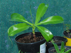 Nepenthes alata × ventricosa