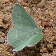 Mesothea incertata