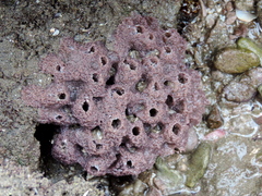 Haliclona caerulea