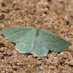 Mesothea incertata