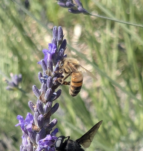 Western Honey Bee