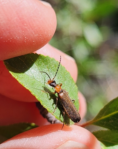 iNaturalist observation photo of Podabrini